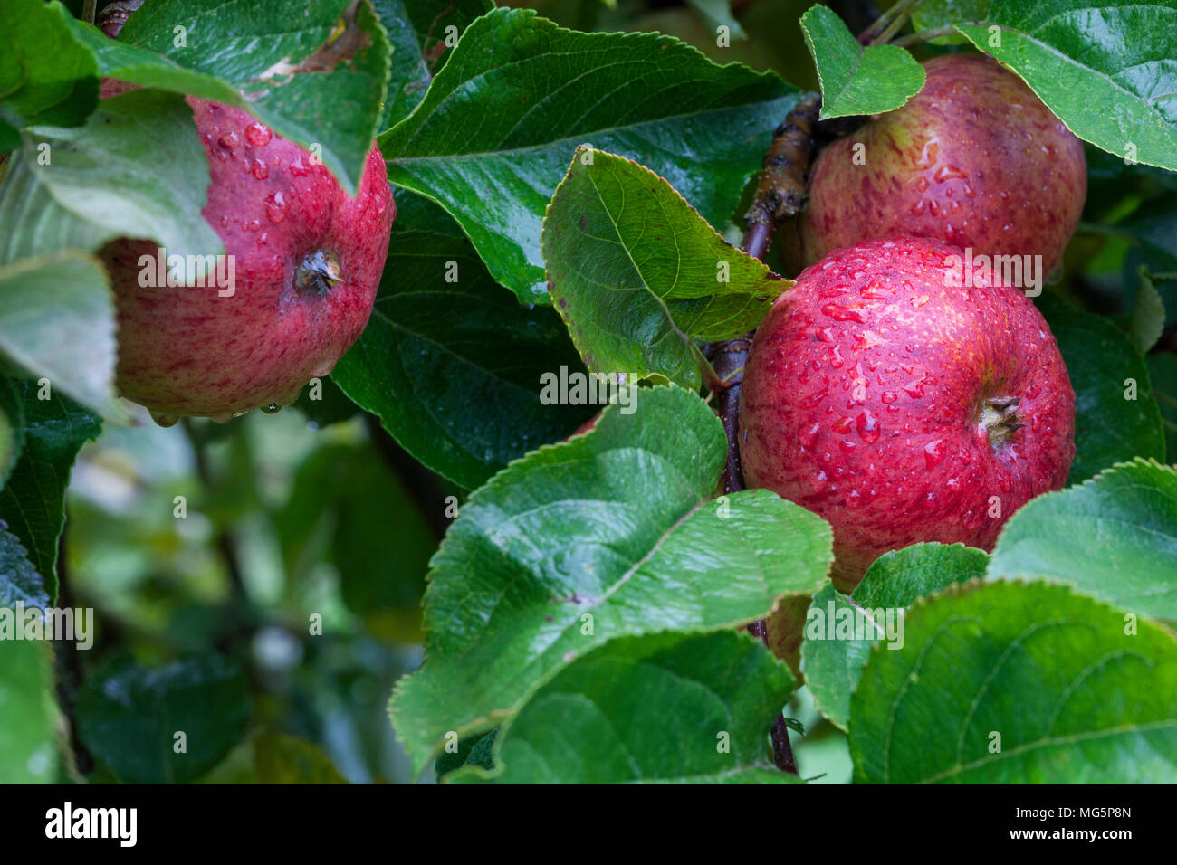 Apple varieties. Apple County Cider Stock Photo