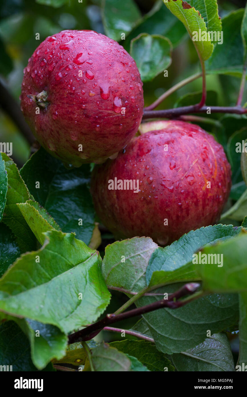 Apple varieties. Apple County Cider Stock Photo Alamy