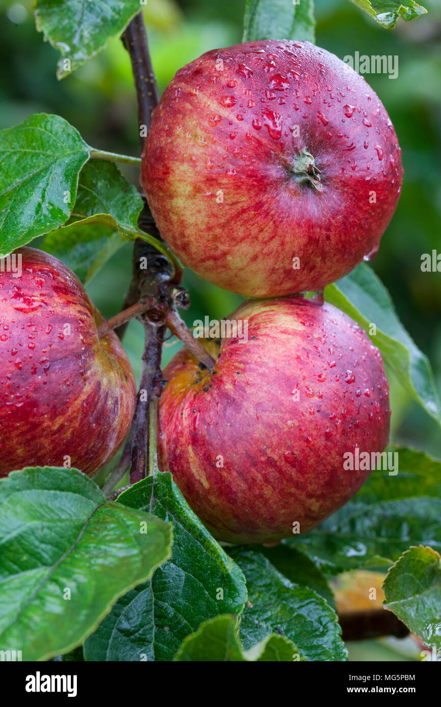 Apple varieties. Apple County Cider Stock Photo Alamy