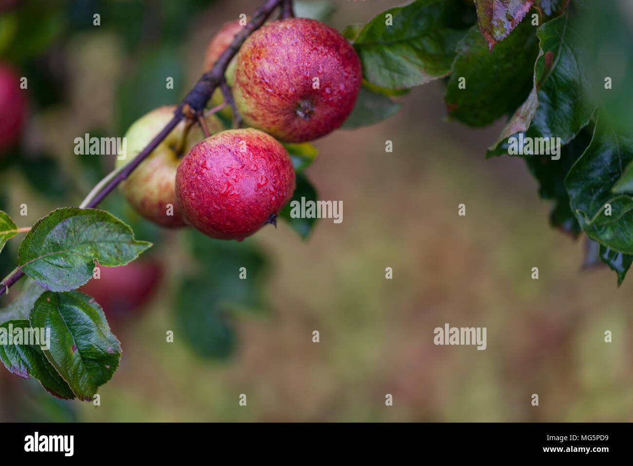 Apple varieties. Apple County Cider Stock Photo Alamy