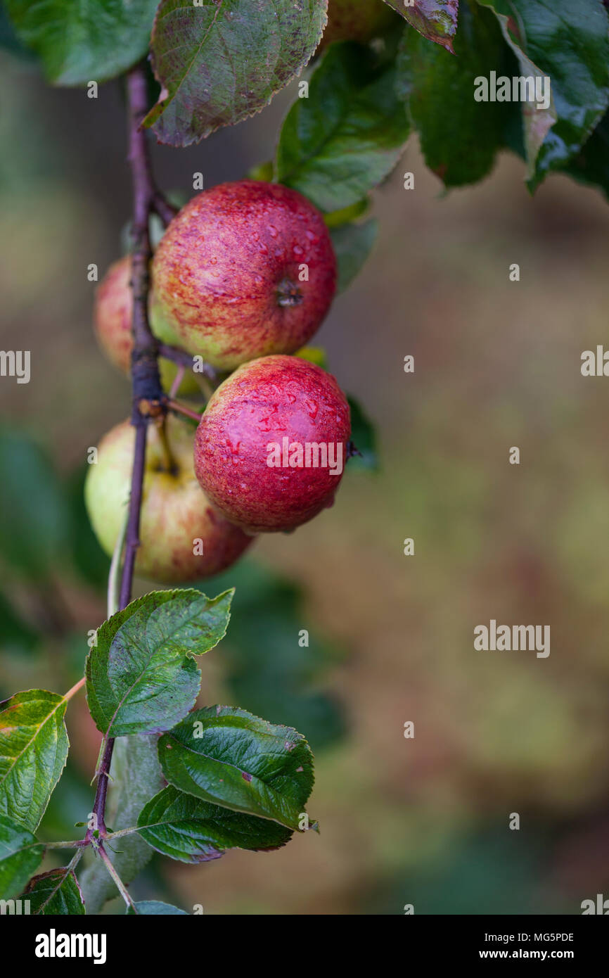 Apple varieties. Apple County Cider Stock Photo Alamy