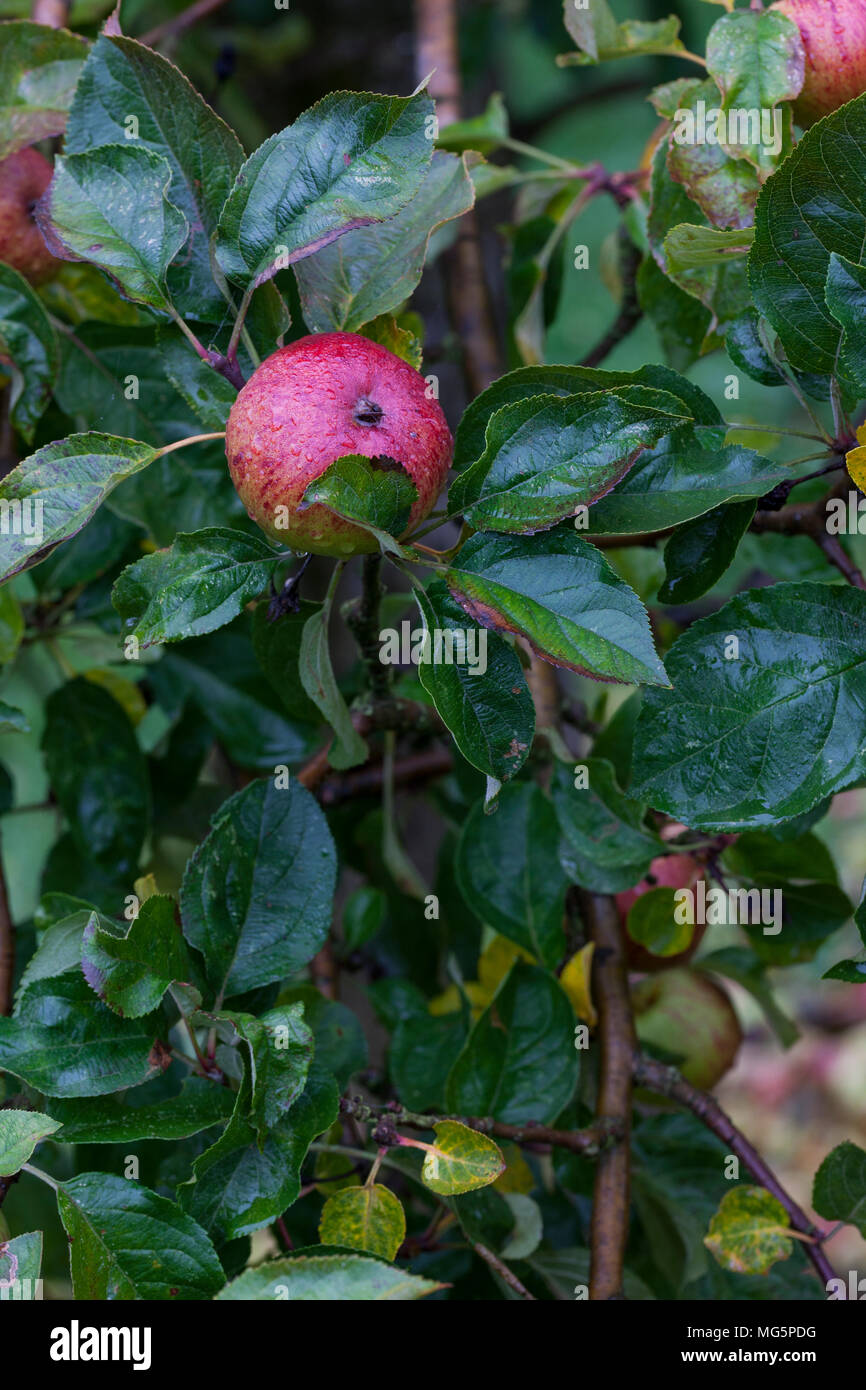 Apple varieties. Apple County Cider Stock Photo Alamy