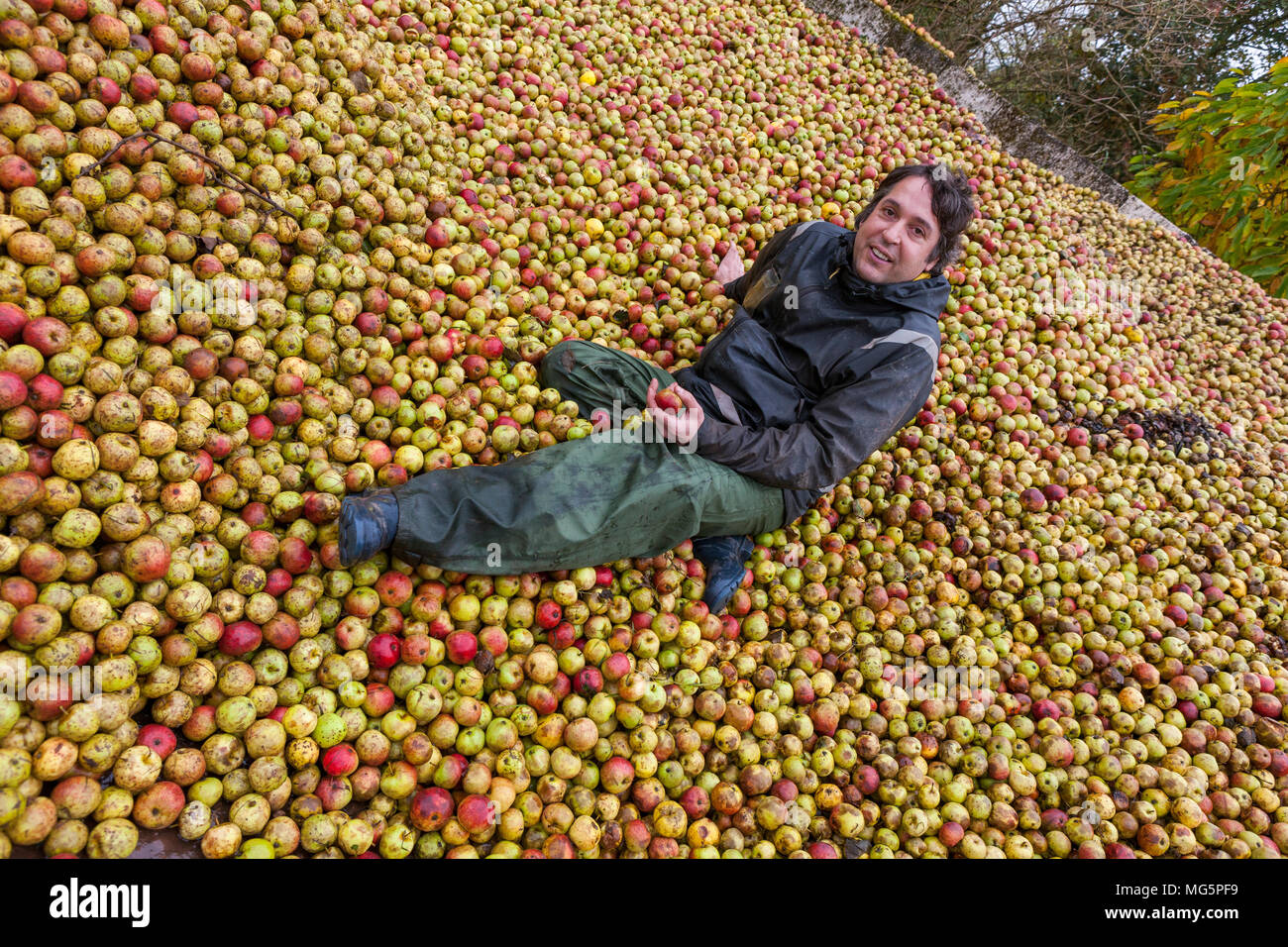 Apple varieties. Apple County Cider Stock Photo Alamy