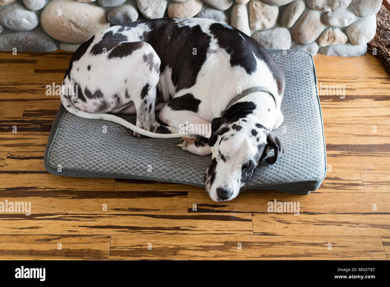 Harlequin Great Dane dog adult pure breed curled up sleeping on dog bed on bamboo hardwood floors. Stock Photo