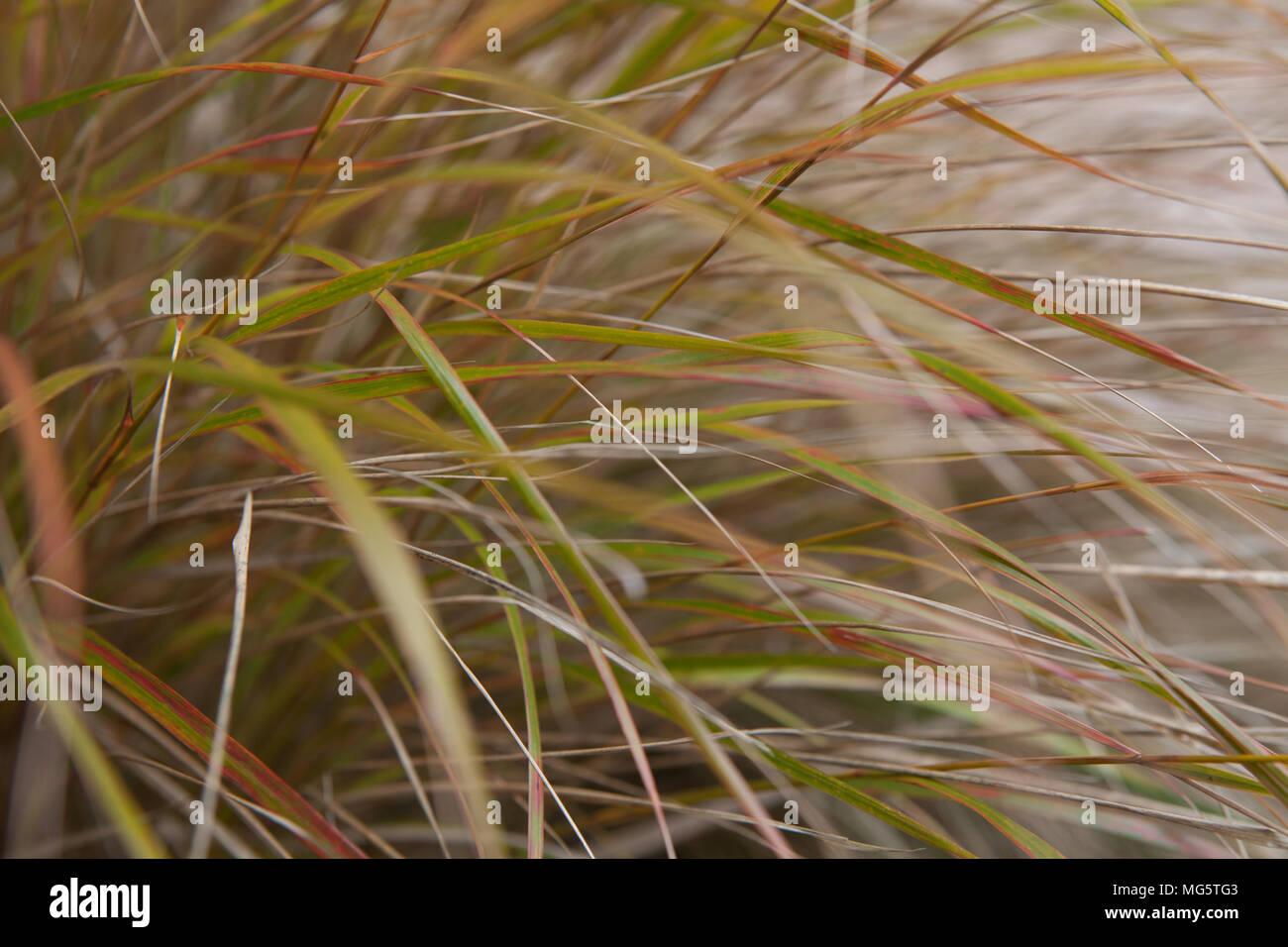 A close up detail shot of ornamental grass Stipa gigantea, also known as golden oat grass Stock Photo