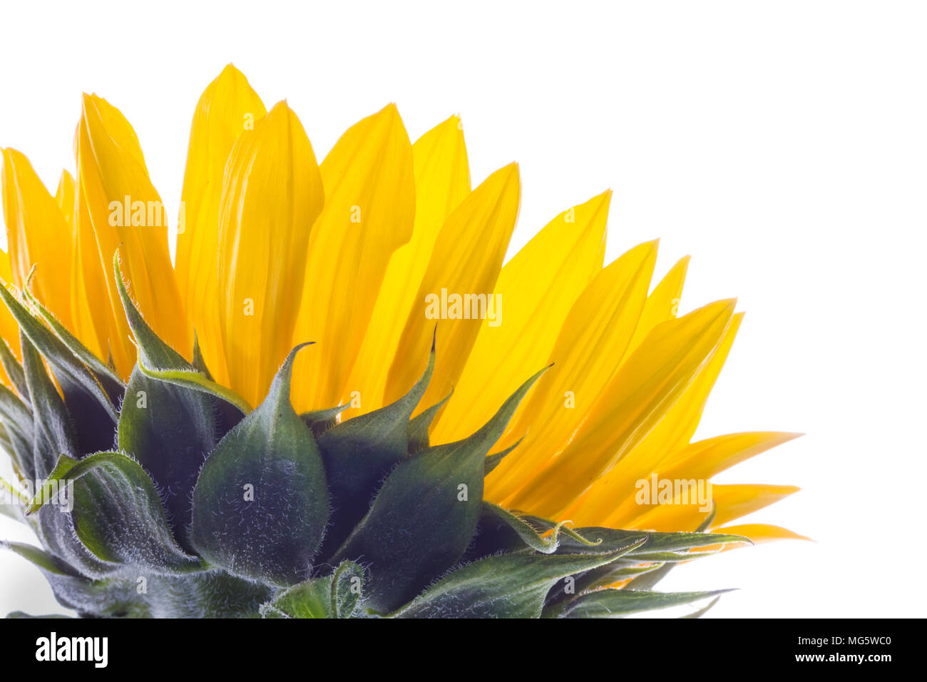 Single flower white background hi-res stock photography and images - Alamy