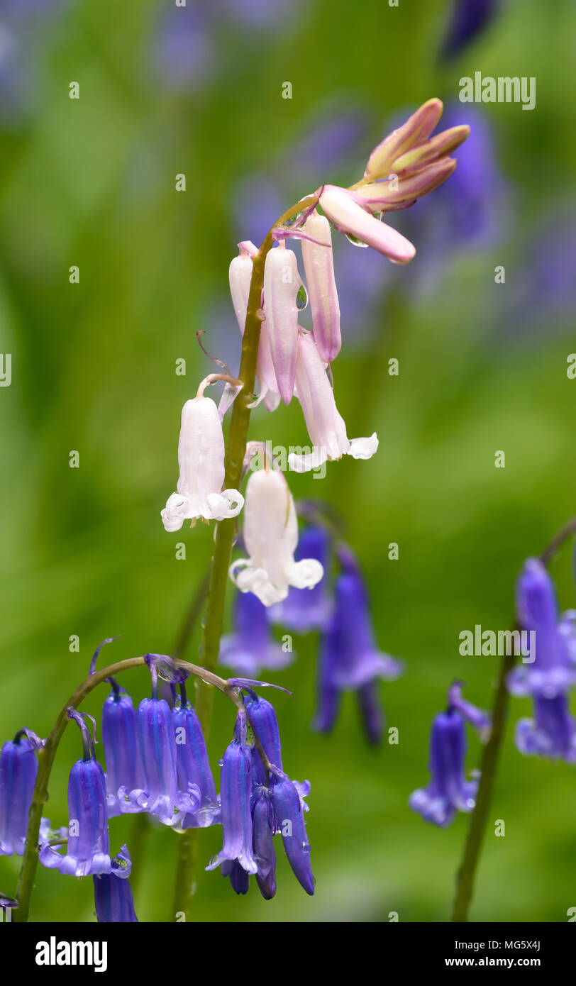 Bluebell woods in Springtime Stock Photo