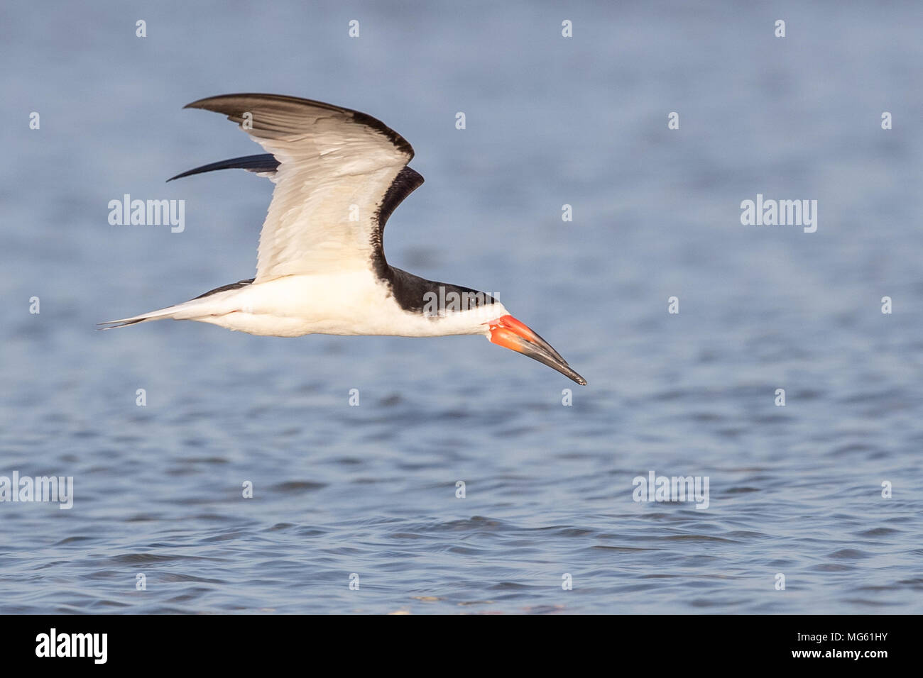 Black Skimmer, Florida Stock Photo Alamy