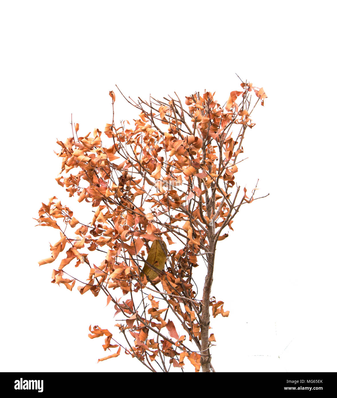 Tree dead isolated on white background Stock Photo