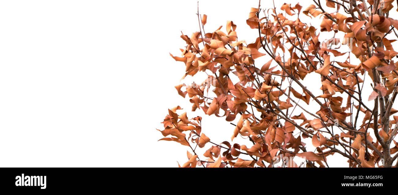 Tree dead isolated on white background Stock Photo