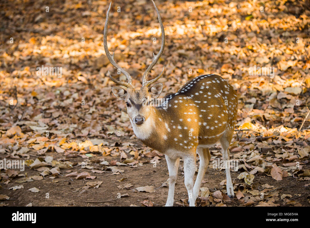 Close up of a cute deer in Indian reserve Stock Photo - Alamy