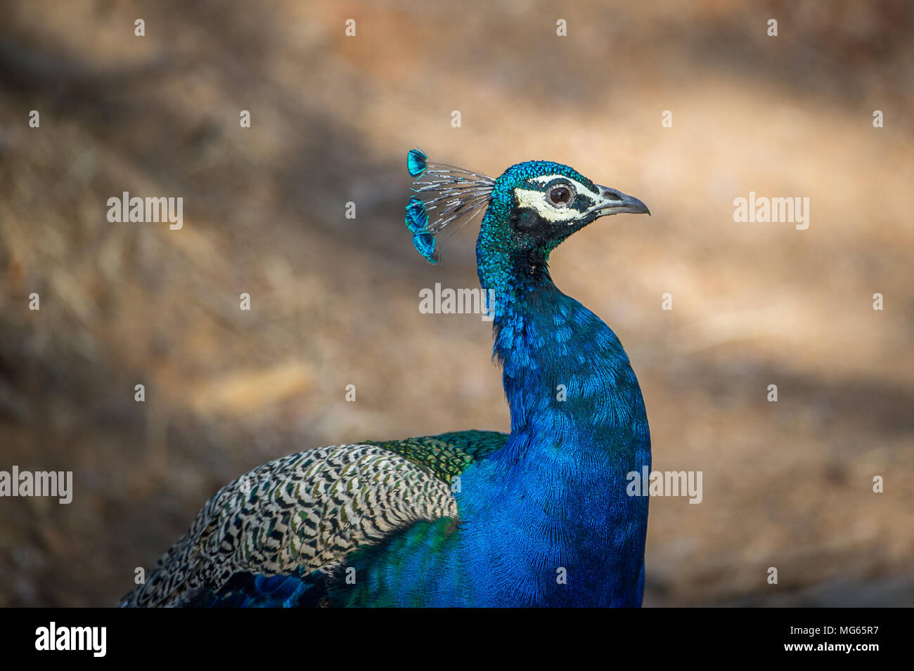 Beautiful picture of an indian peacock hi-res stock photography and ...