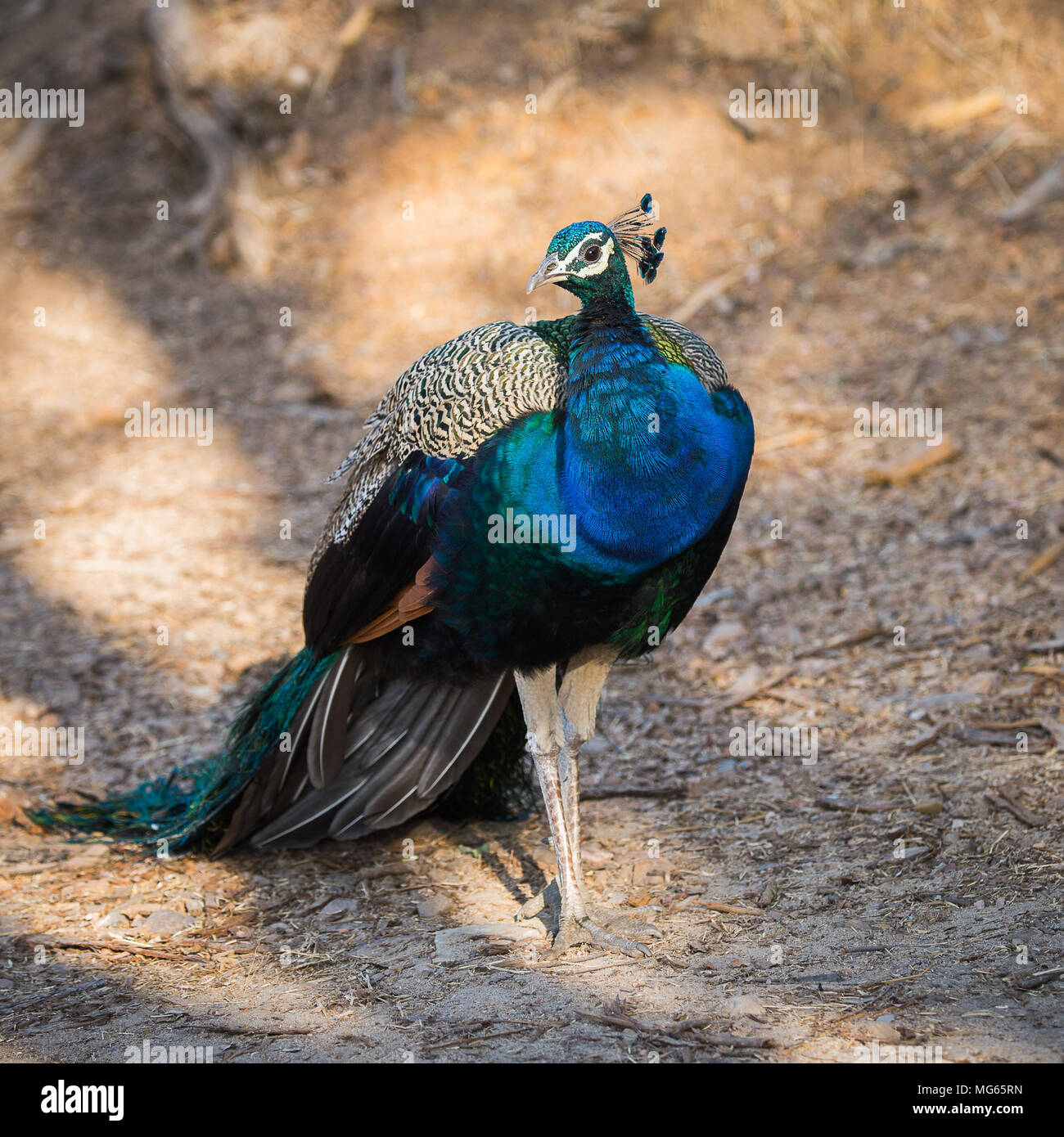 Beautiful picture of an indian peacock hi-res stock photography and ...