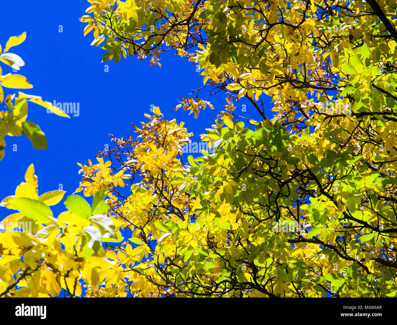 Green Foliage against a blue sky Stock Photo Alamy