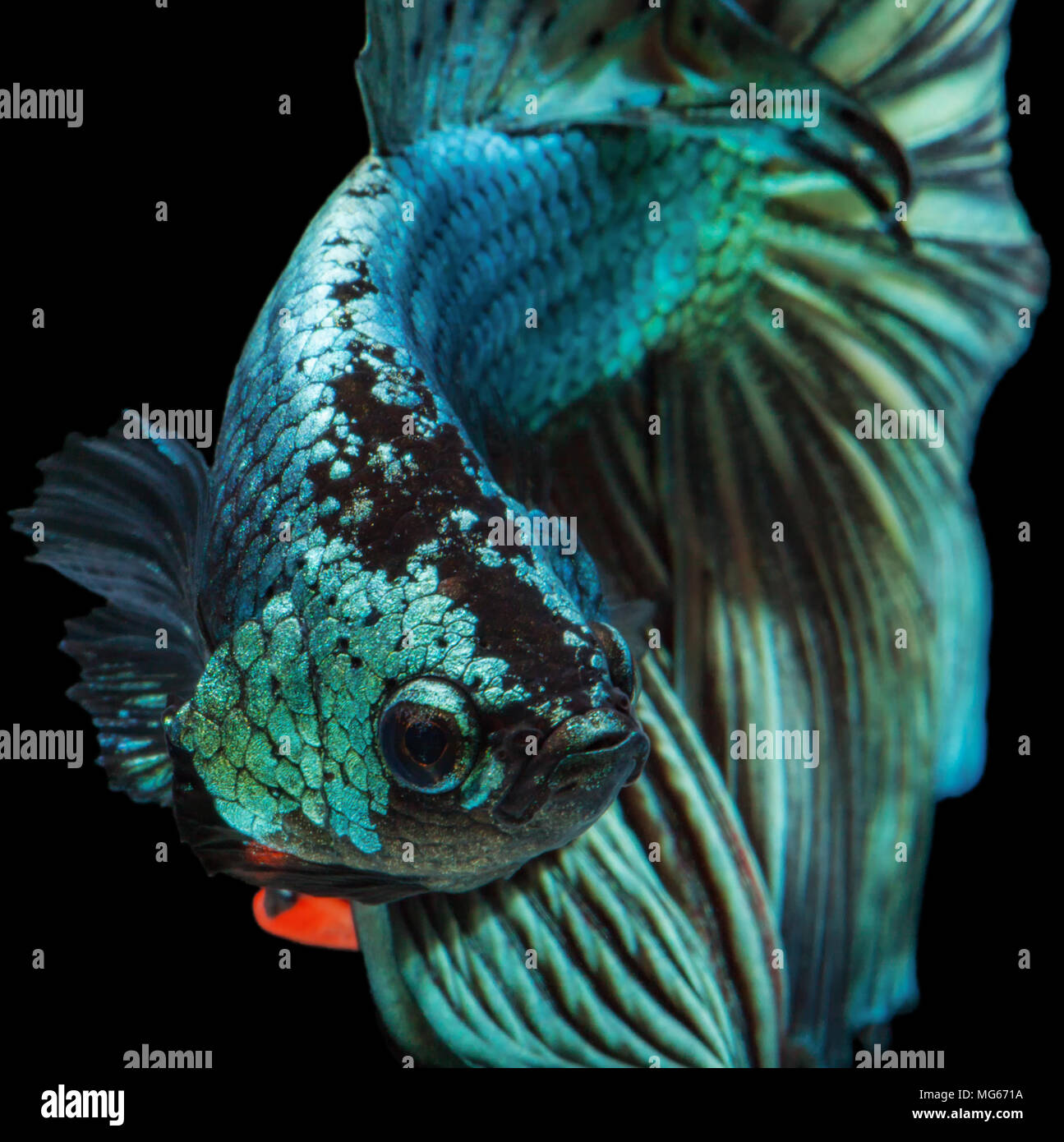 siamese fighting fish, betta fish 'Half moon' isolated on black background Stock Photo