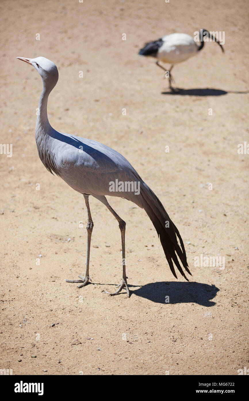 Blue Crane and shadow Stock Photo