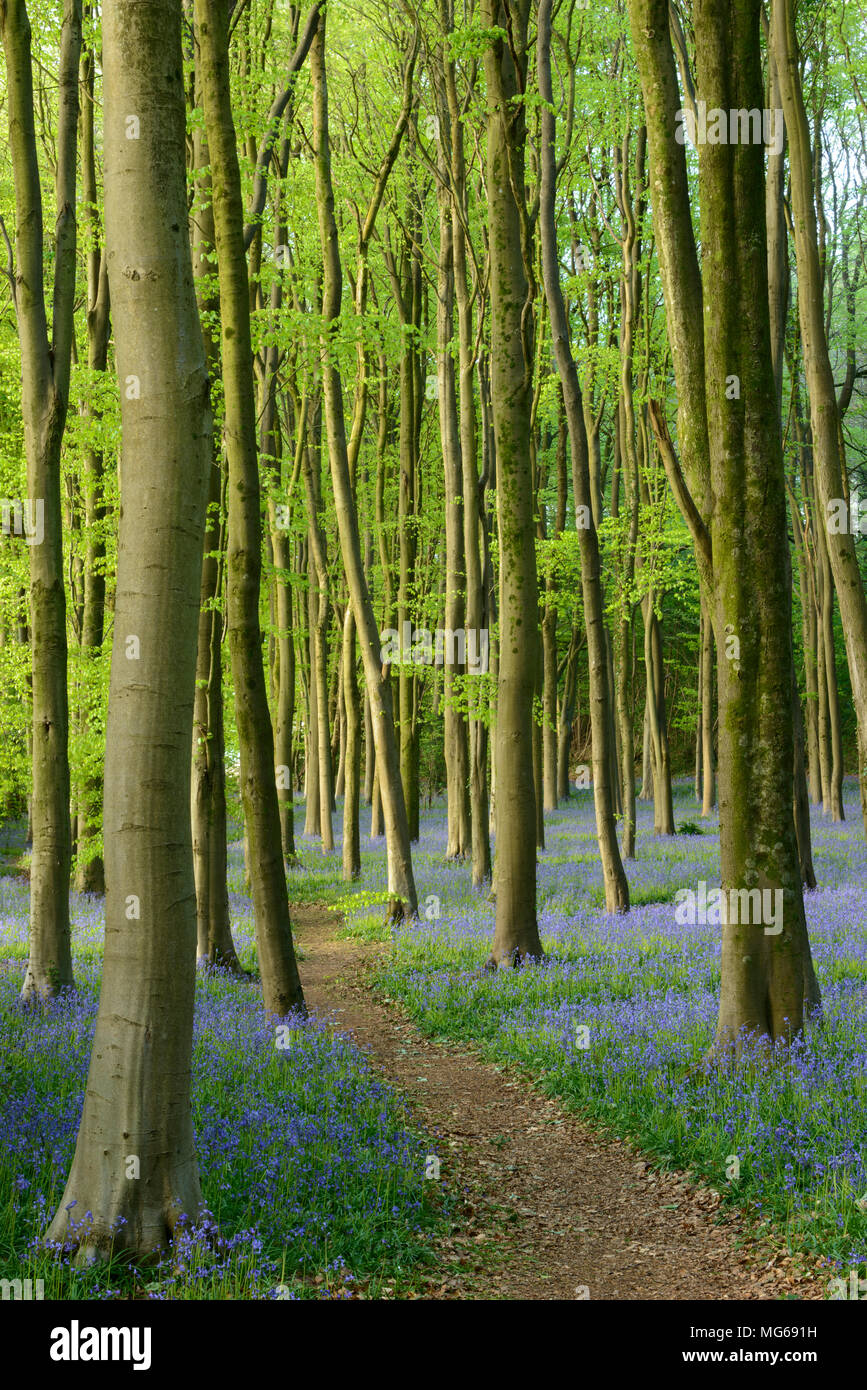 Beech woodland carpeted in Bluebells near Wrington, North Somerset. Stock Photo