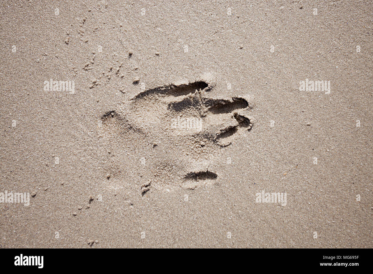 dog paw print Stock Photo - Alamy