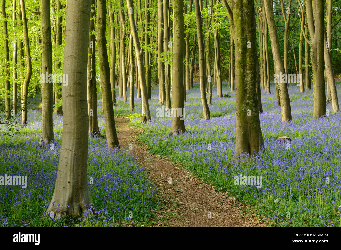 Beech woodland carpeted in Bluebells near Wrington, North Somerset. Stock Photo
