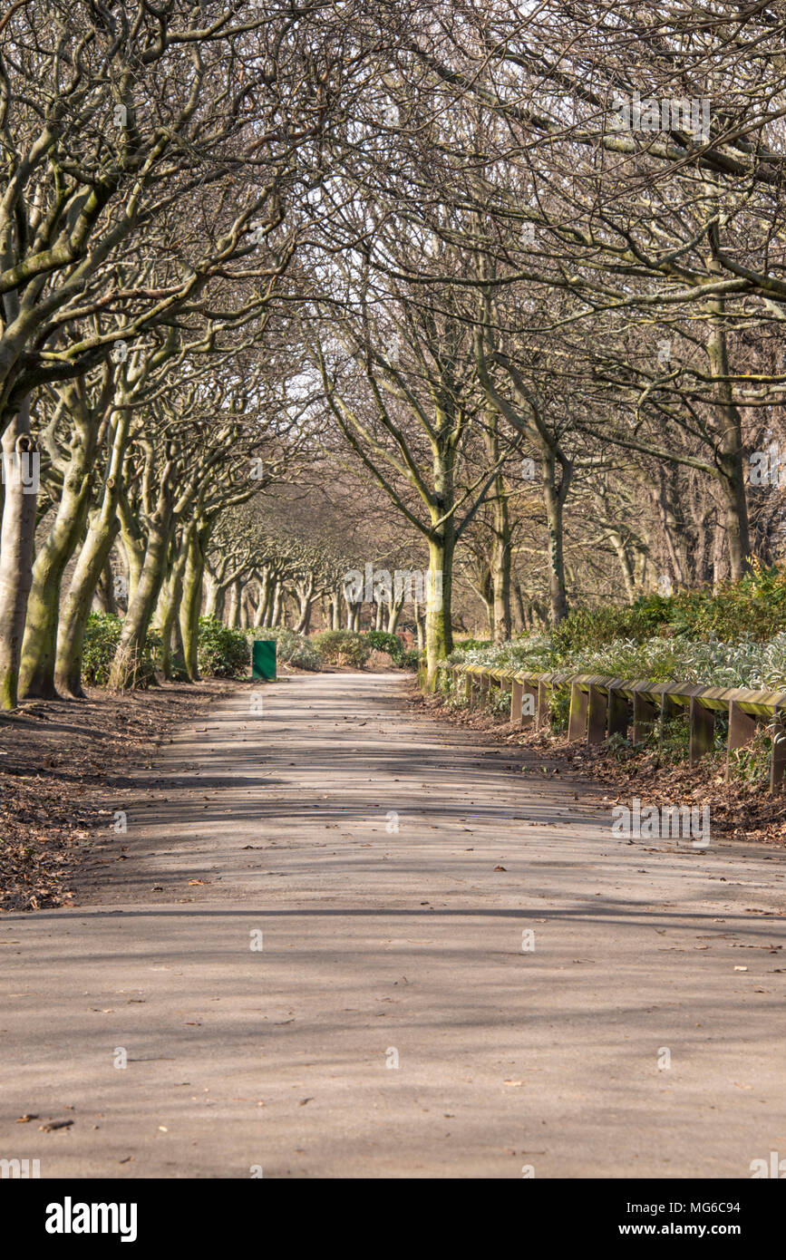 Tree lined avenue of Whitebeam (Sorbus aria) in Locke Park, Redcar, UK Stock Photo