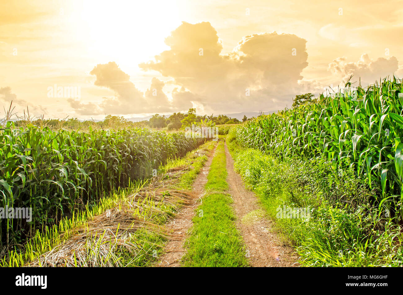 Landscape of corn field and local road with the sunset on the farm, Green corn and beautiful blue sky, Corn farm and sunset at local city Stock Photo