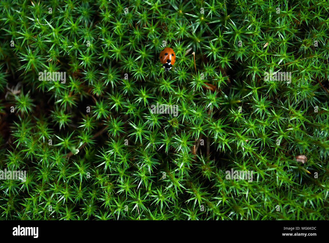 The Star-shaped Green Moss with a ladybug on it (Polytrichum juniperinum) Stock Photo