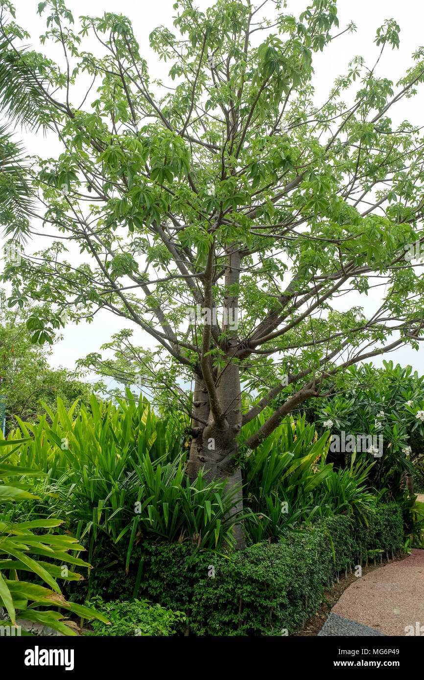 The branches of the Baobab tree Stock Photo - Alamy
