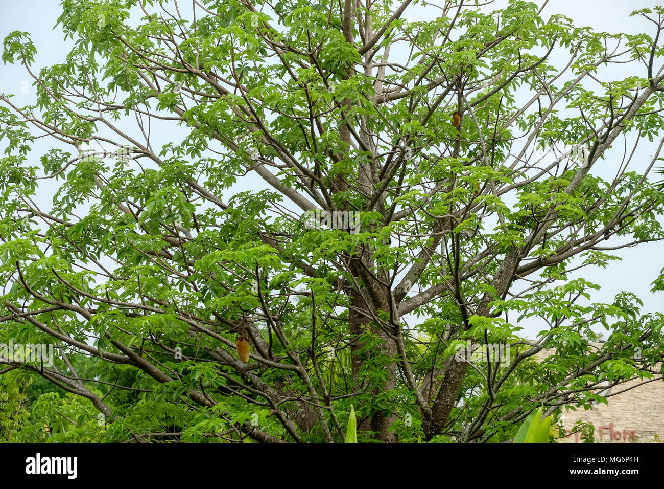 The branches of the Baobab tree Stock Photo - Alamy