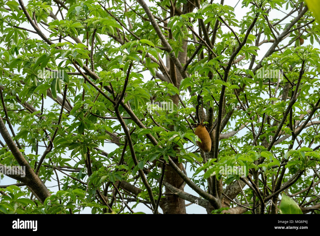 The branches of the Baobab tree Stock Photo - Alamy
