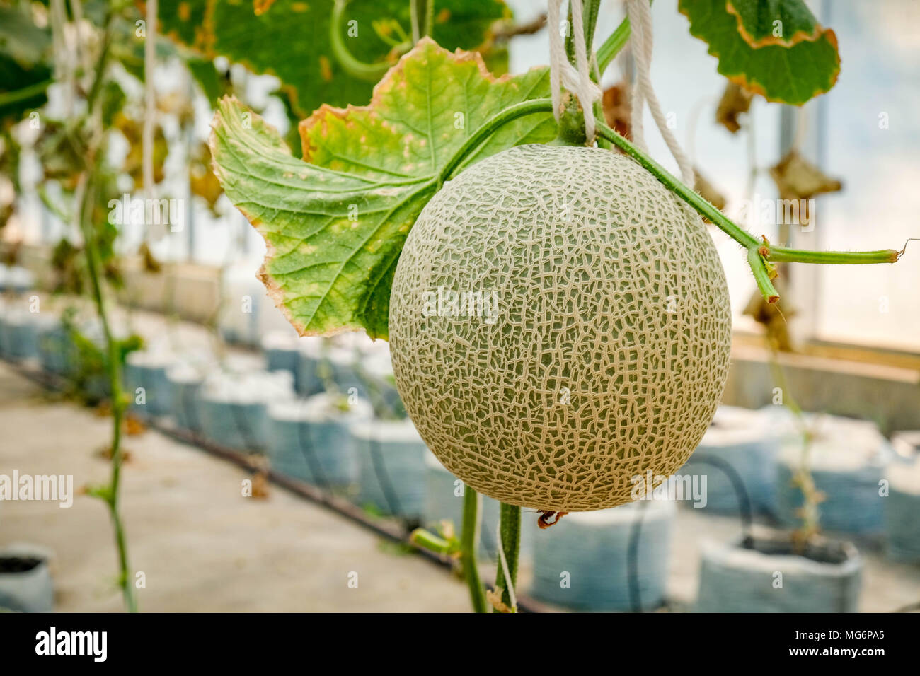 Melon cantaloupe: cultivation, description, photo Melon cantaloupe: cultivation, description, photo