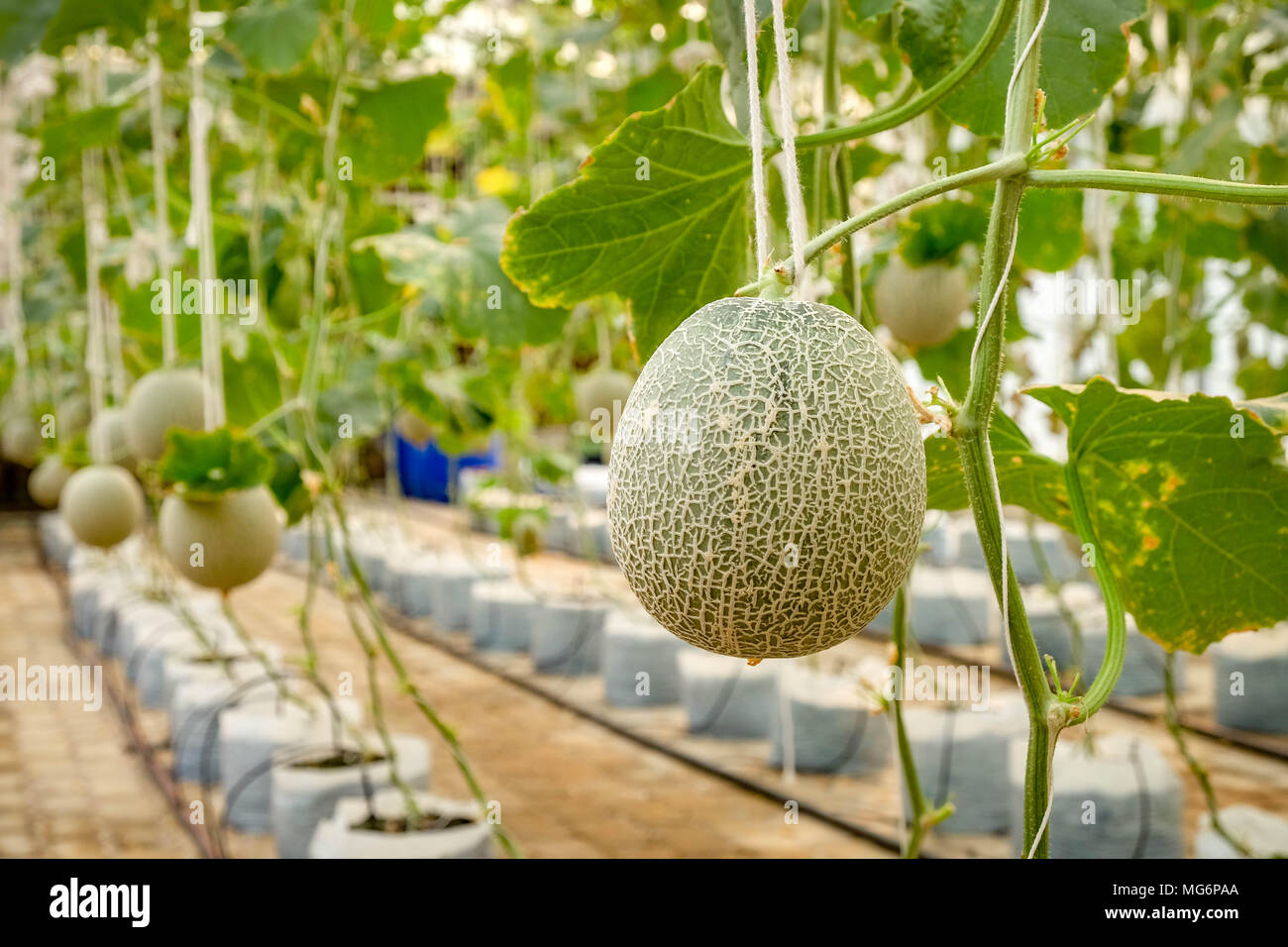 Melon cantaloupe: cultivation, description, photo Melon cantaloupe: cultivation, description, photo