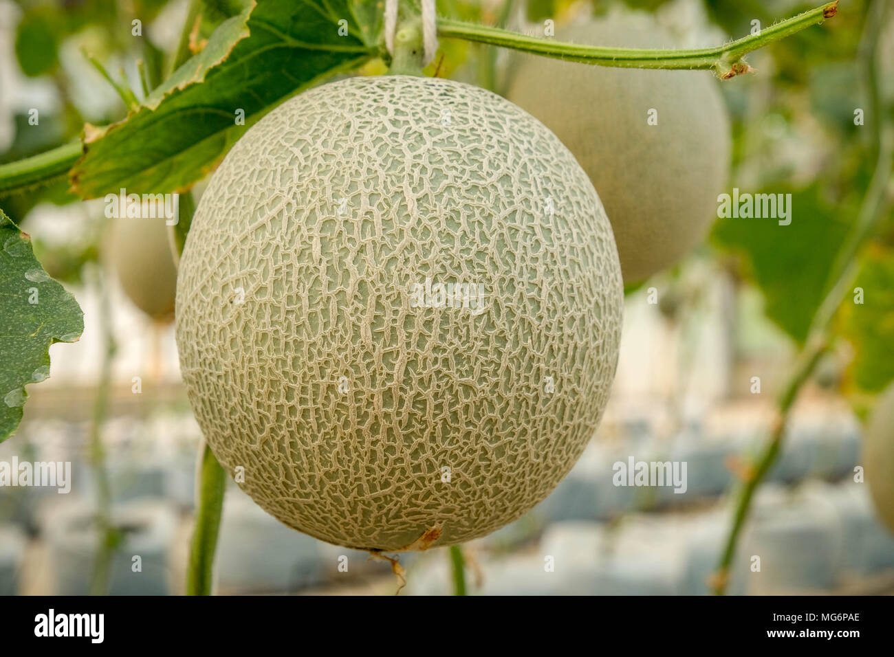 Melon cantaloupe: cultivation, description, photo Melon cantaloupe: cultivation, description, photo