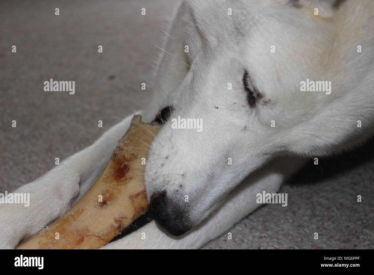 Siberian Husky chew treats in living room. Dog bite bone Stock Photo Alamy