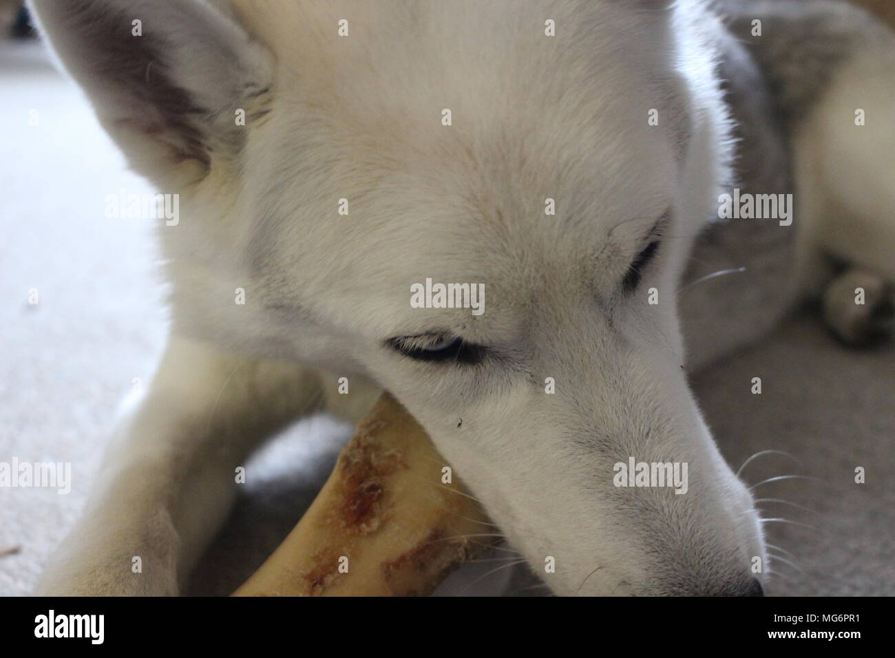 Siberian top husky treats