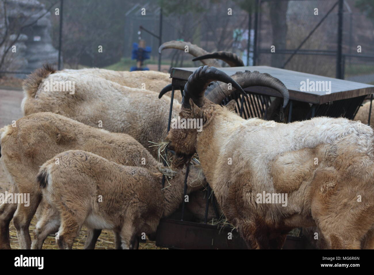 West caucasian tur goat Stock Photo