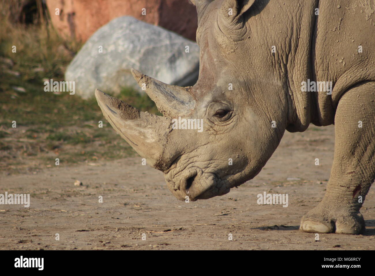 Close up portrait of a white rhino which is an endangered animal the requires conservation Stock Photo