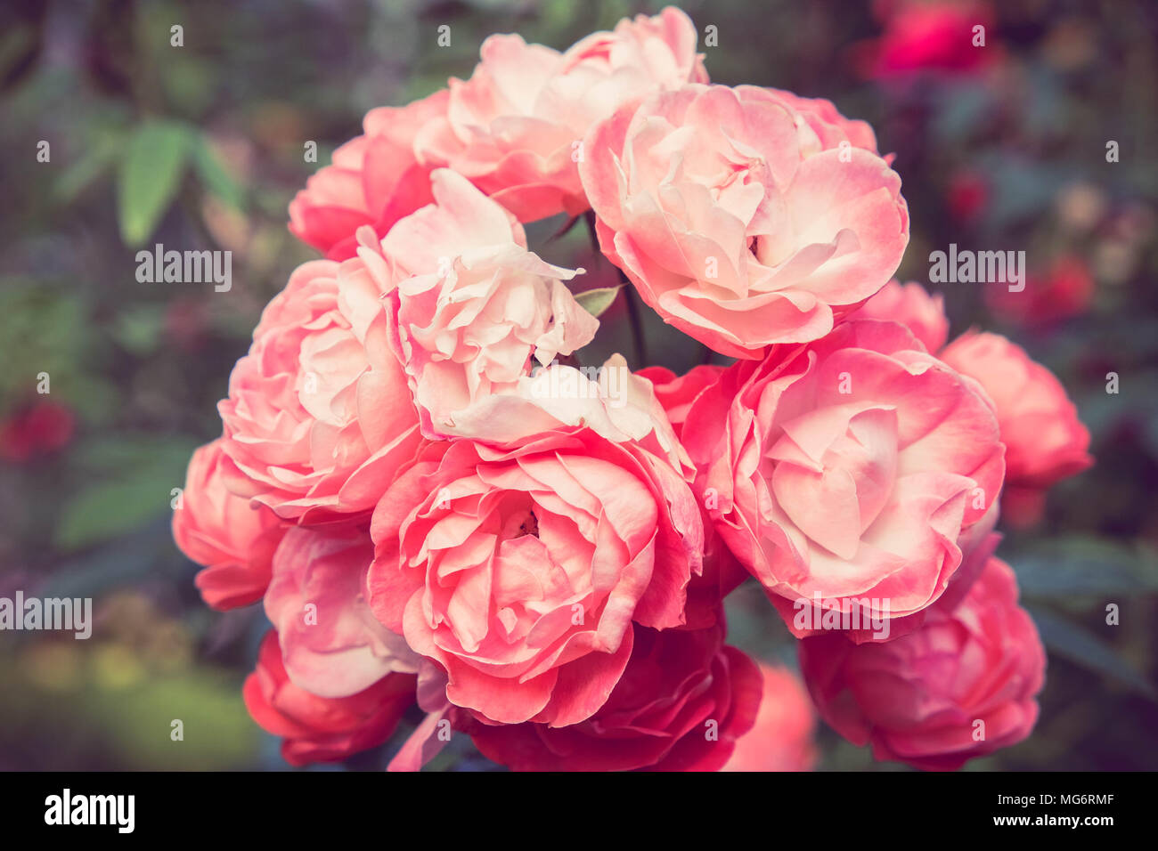 Book Rose Old Vintage Stock Photos Book Rose Old Vintage