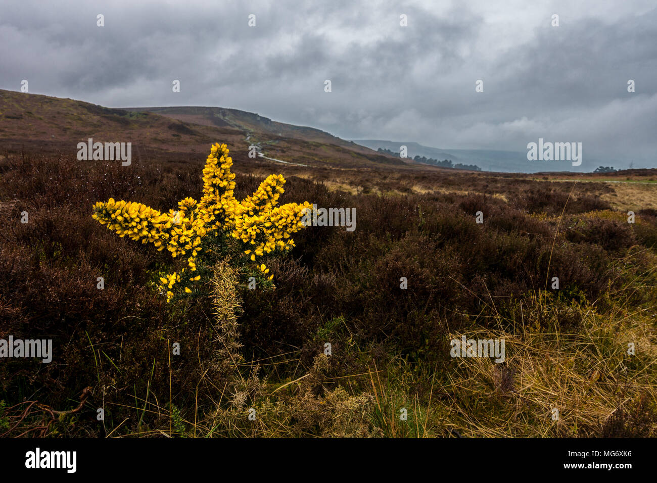 Ilkley Moor, West Yorkshire, UK. 27th April 2018. UK weather: Ilkley Moor, West Yorkshire, UK. 27th April 2018. Brightness from the yellow of a young flowering gorse bush adds cheer to a very wet Yorkshire day - one could say, grim!  Credit: Rebecca Cole/Alamy Live News Stock Photo