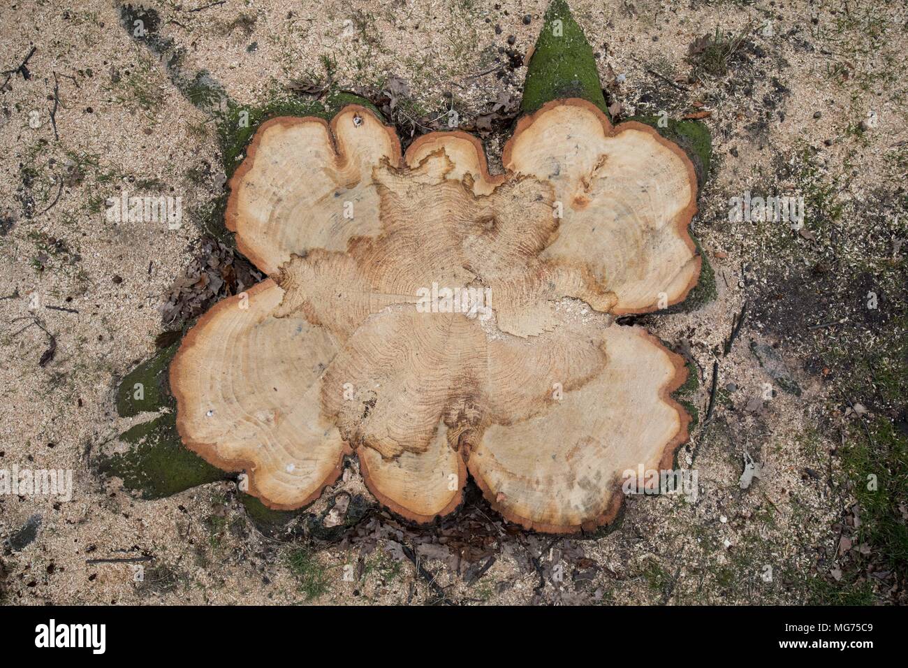 14 March 2018, Germany, Hamburg: The stump of a felled chestnut in the Moorweide Park at the Dammtor station. Some of the park's chestnut trees in front of the Dammtor station, some more than 100-years old, had to be felled due to an infection with a bacteria of the Pseudomonas type. Photo: Christian Charisius/dpa Stock Photo