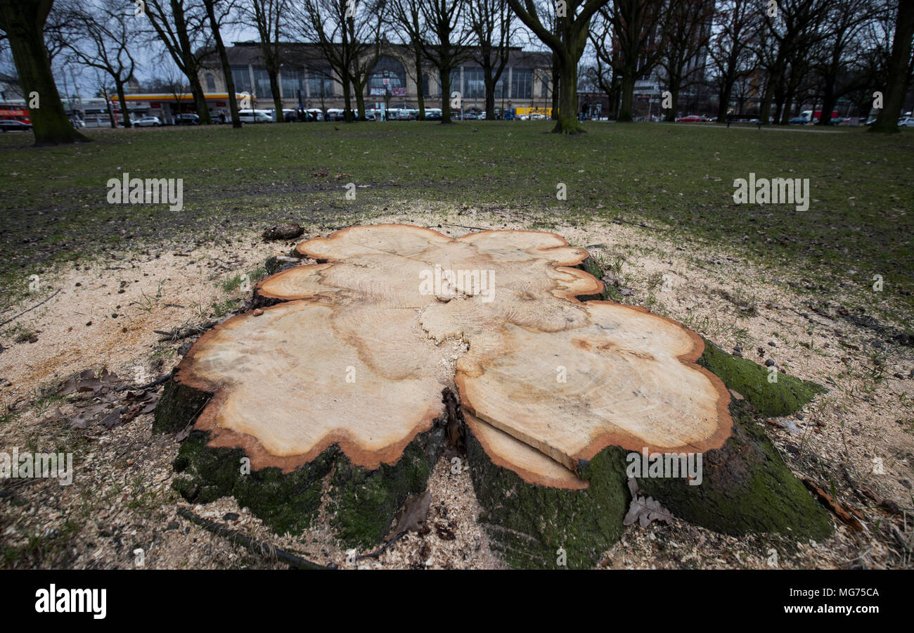 14 March 2018, Germany, Hamburg: The stump of a felled chestnut in the Moorweide Park at the Dammtor station. Some of the park's chestnut trees in front of the Dammtor station, some more than 100-years old, had to be felled due to an infection with a bacteria of the Pseudomonas type. Photo: Christian Charisius/dpa Stock Photo