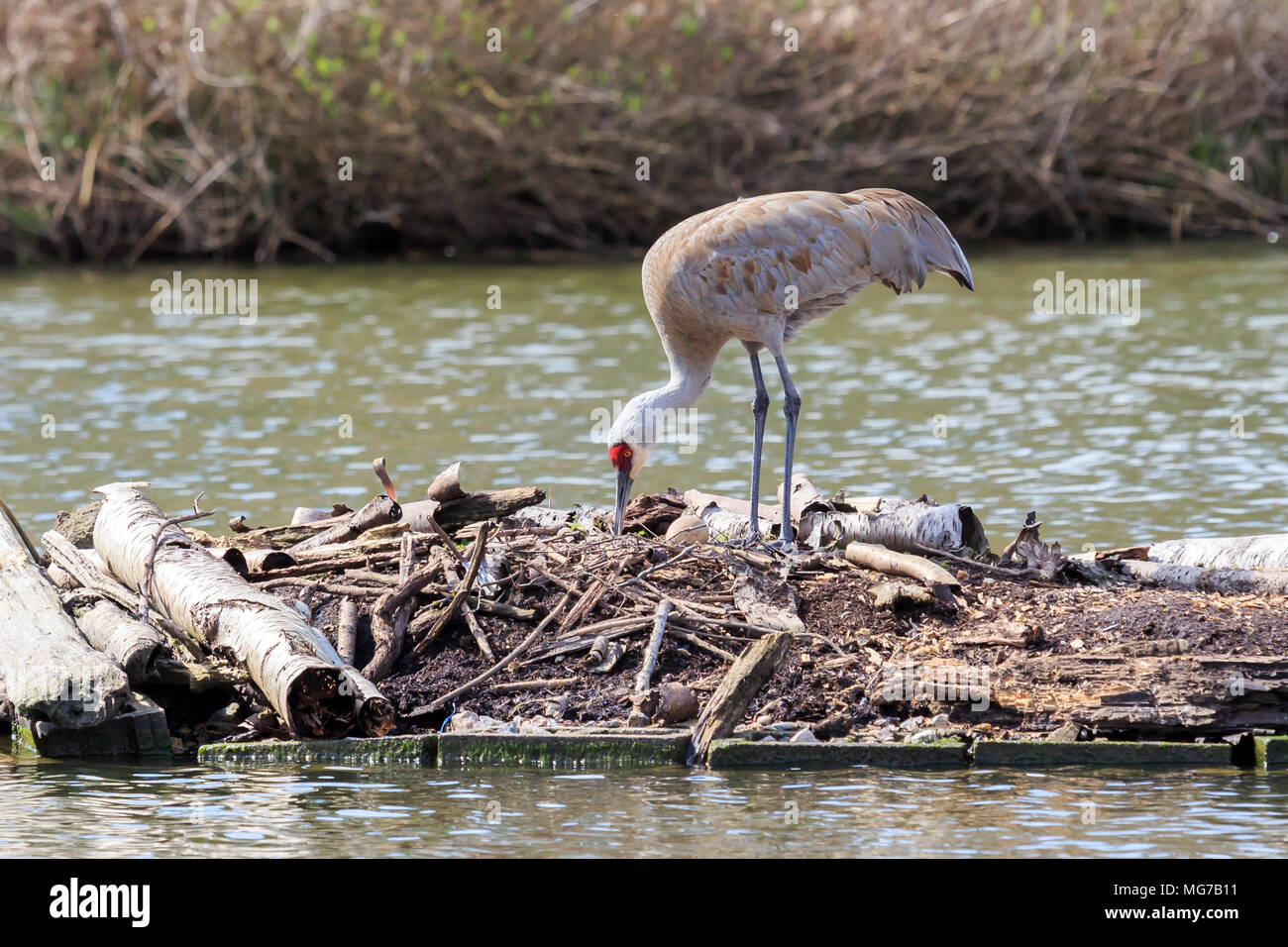 Nesting crane at nest hires stock photography and images Alamy