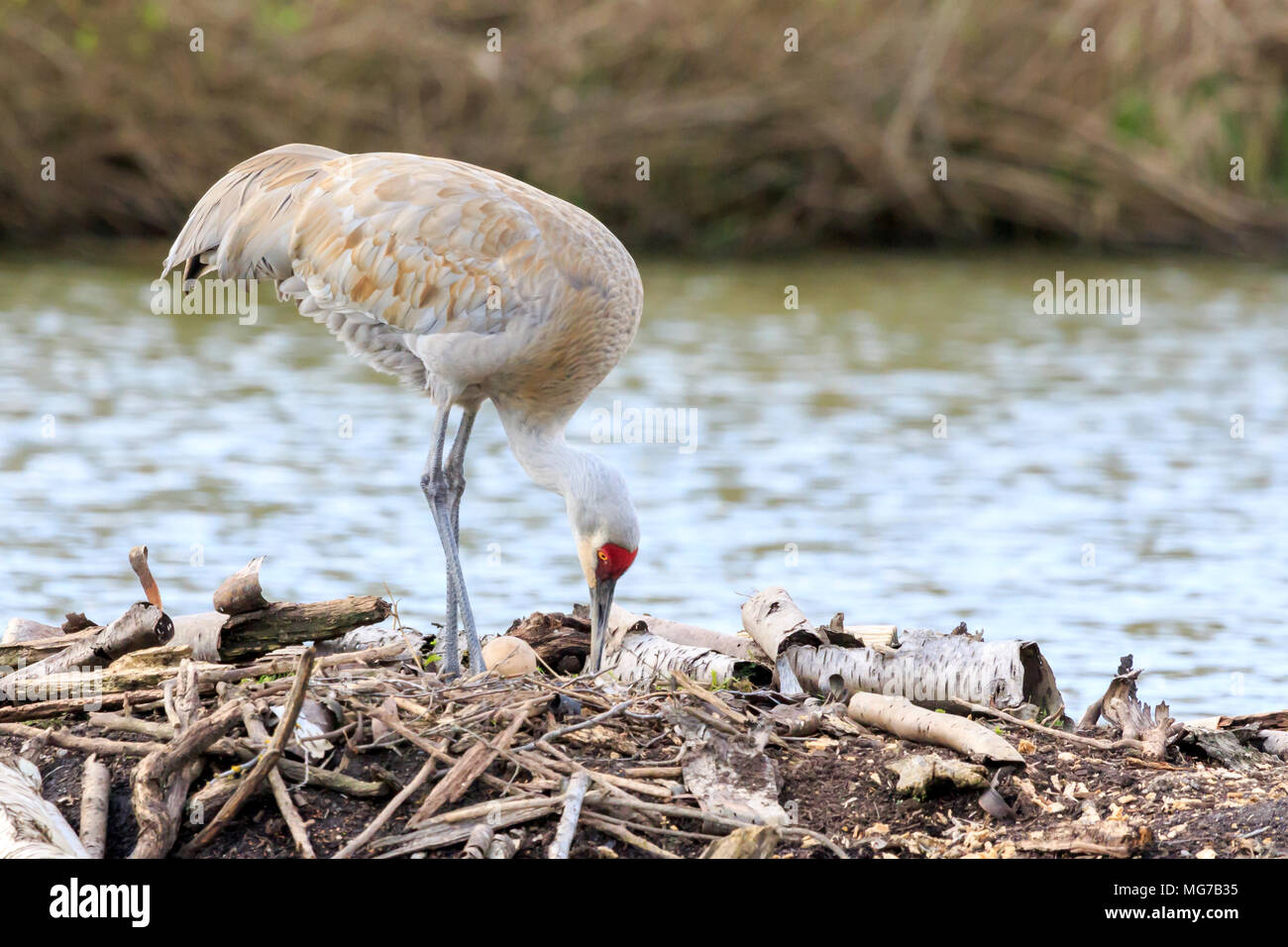 Sandhill Crane tending it's nest and single egg Stock Photo