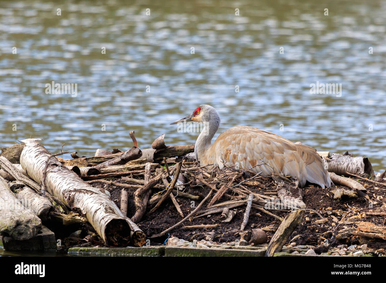 Sandhill Crane sitting on it's nest Stock Photo