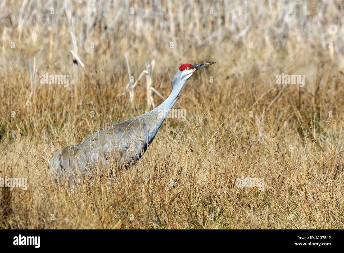 Sandhill Crane walking in long grass Stock Photo
