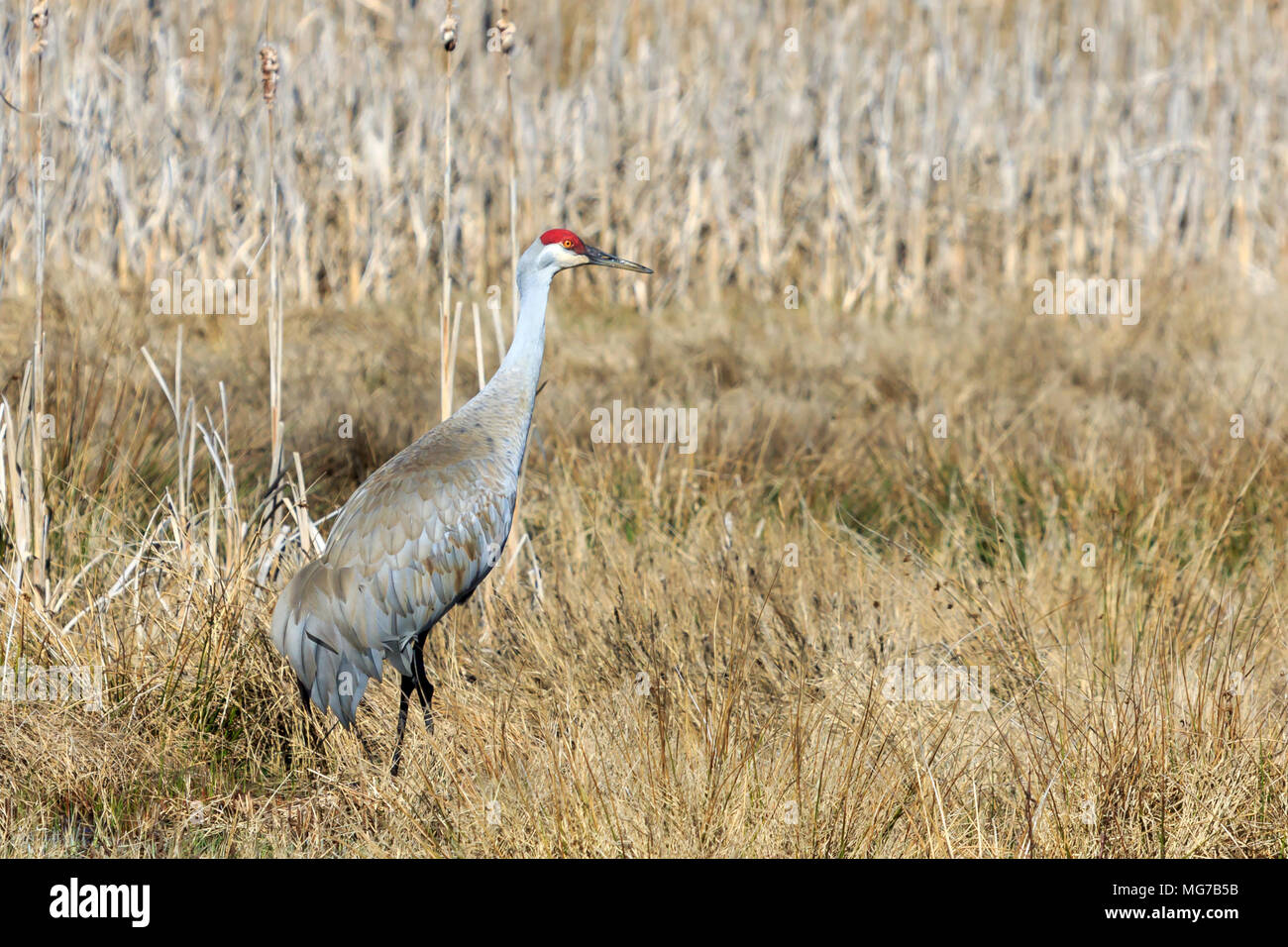 Sandhill Crane walking in long grass Stock Photo
