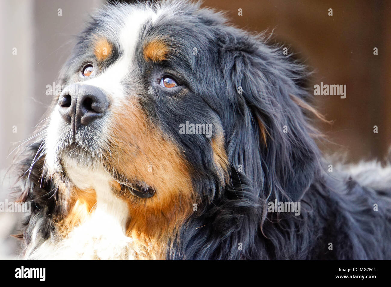 Bernese Mountain Dog watch out Stock Photo