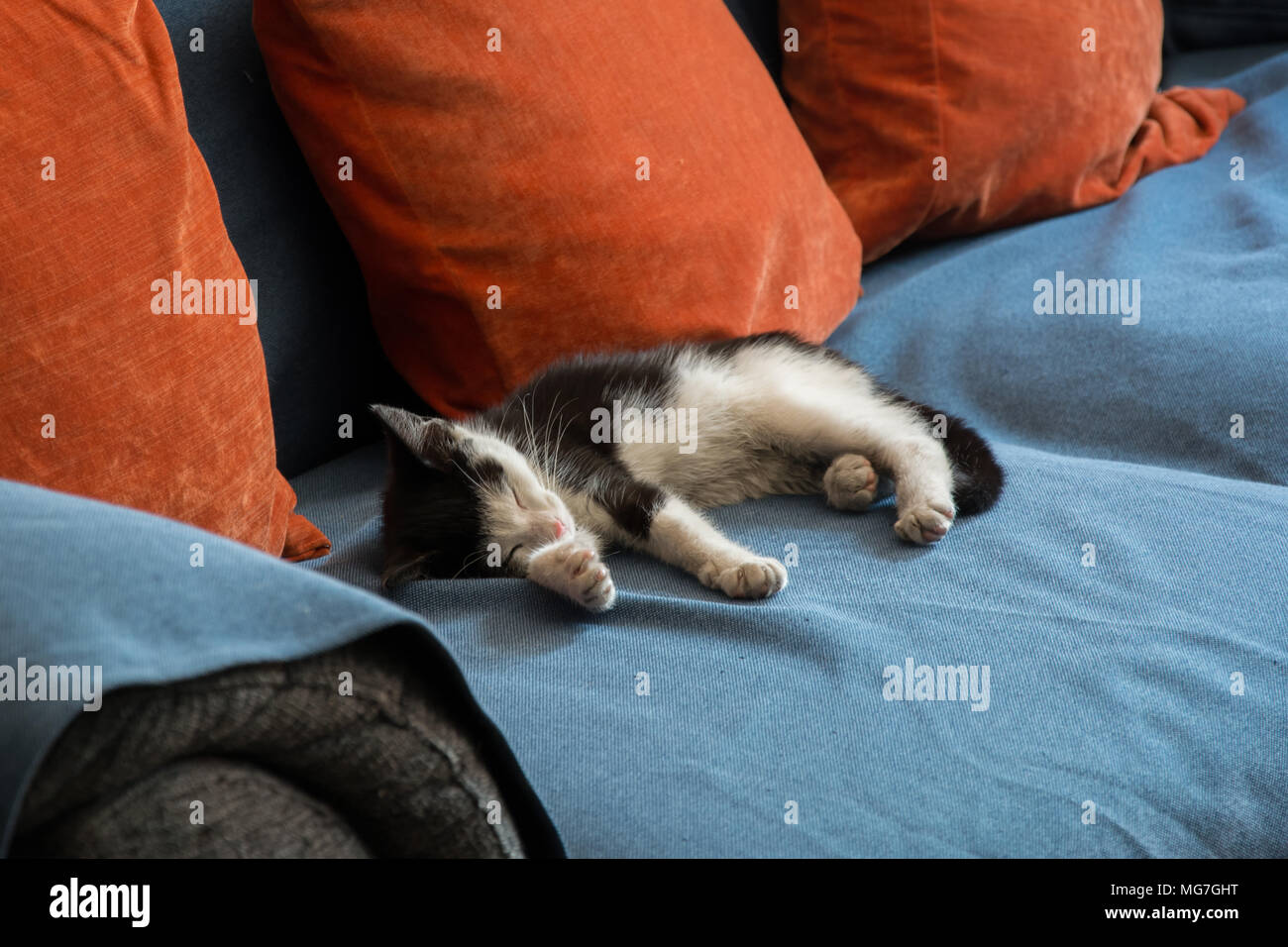 Tiny black and white kitten sleeping on a sofa Stock Photo