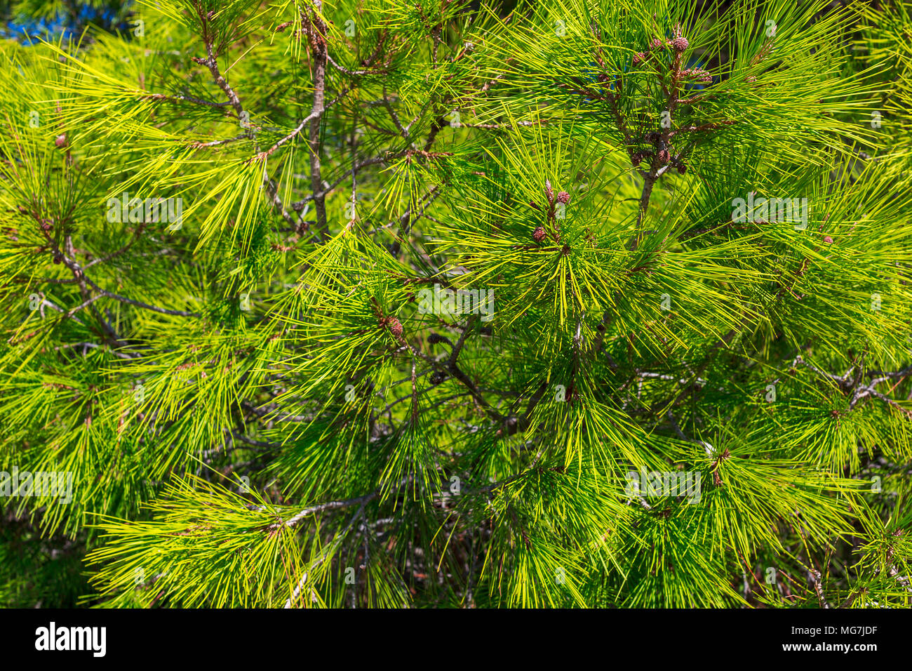 Bright green pine branches background. Pinus ponderosa Stock Photo