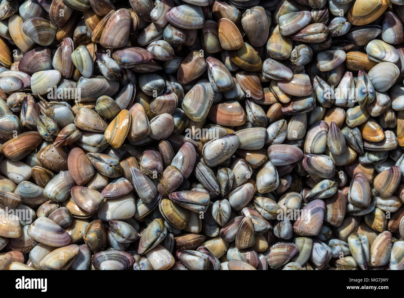 A pile of small coquina sea shells on the beach Stock Photo