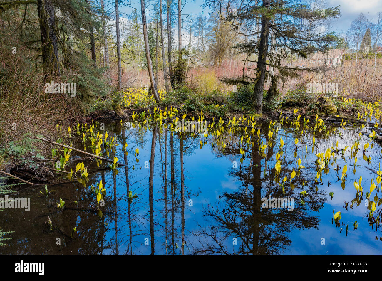 Swamp lanterns aka Skunk Cabbage flowers, Lysichiton americanus, Cumberland Community Forest, Cumberland, Vancouver Island, British Columbia, Canada. Stock Photo